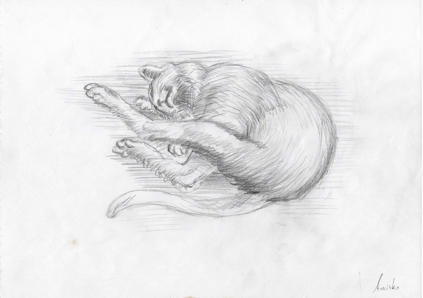 Cat Study 1, 2011