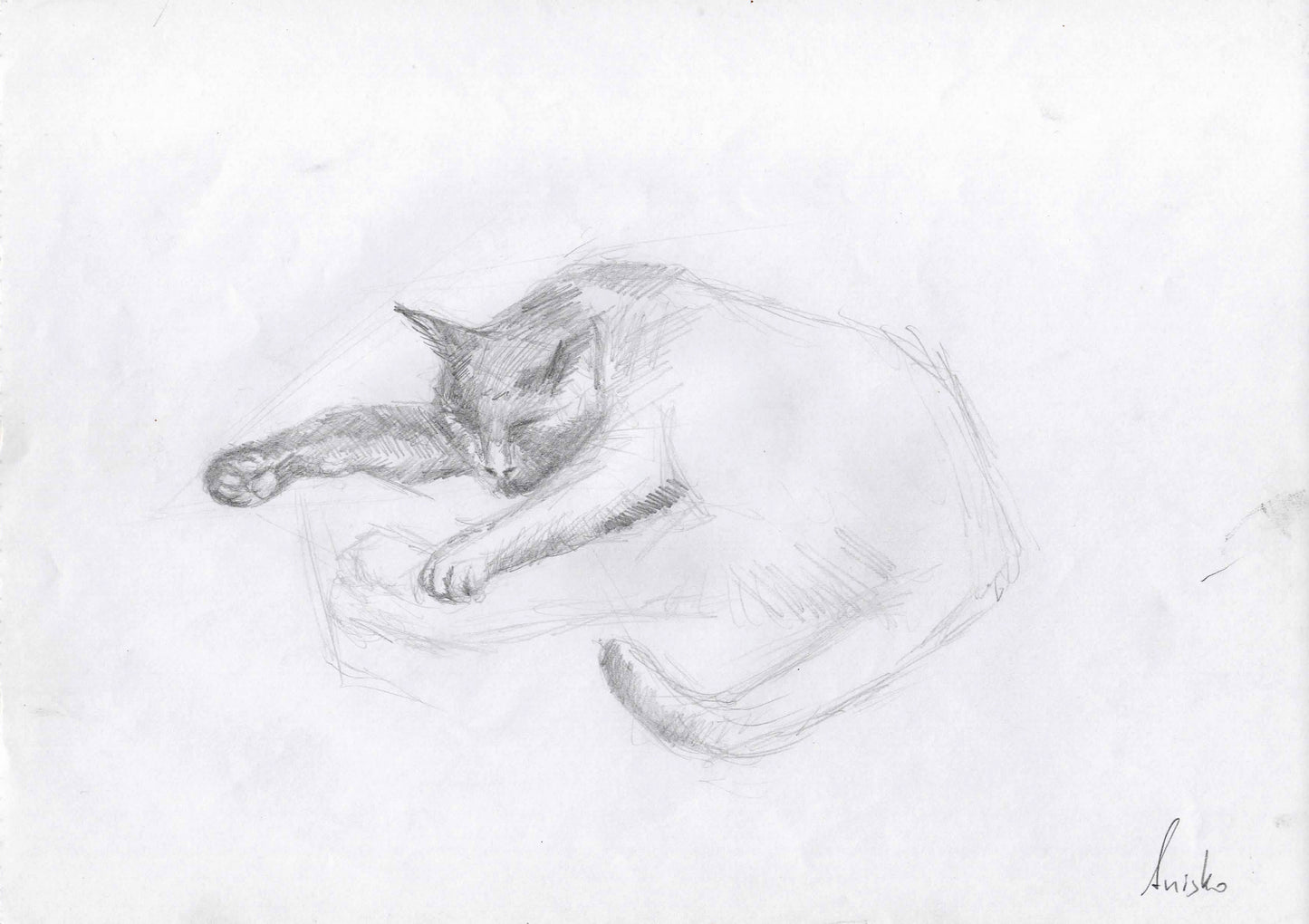Cat Study 2, 2011
