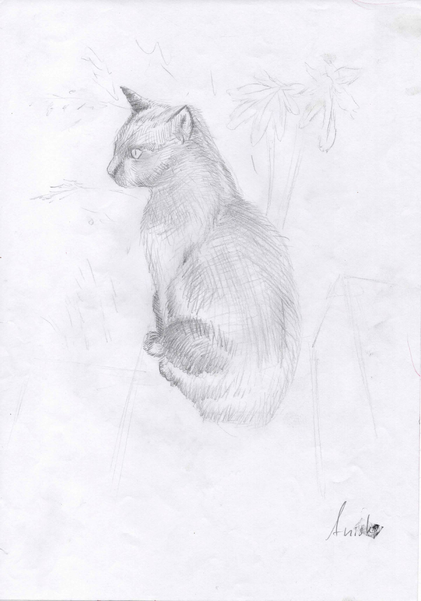 Cat Study 3, 2011