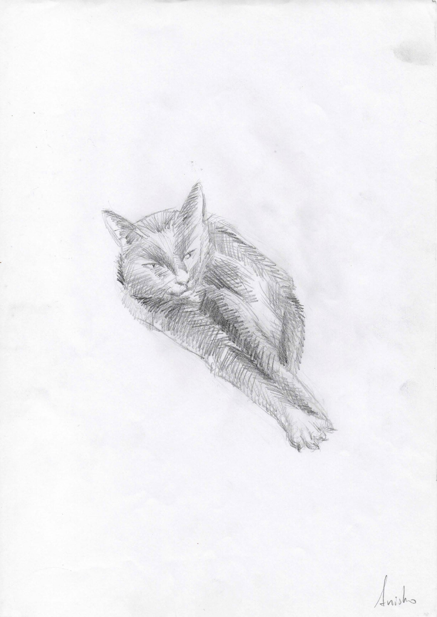 Cat Study 4, 2011