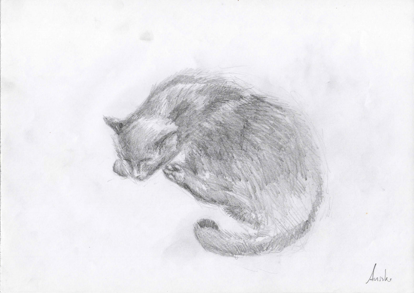 Cat Study 5, 2011
