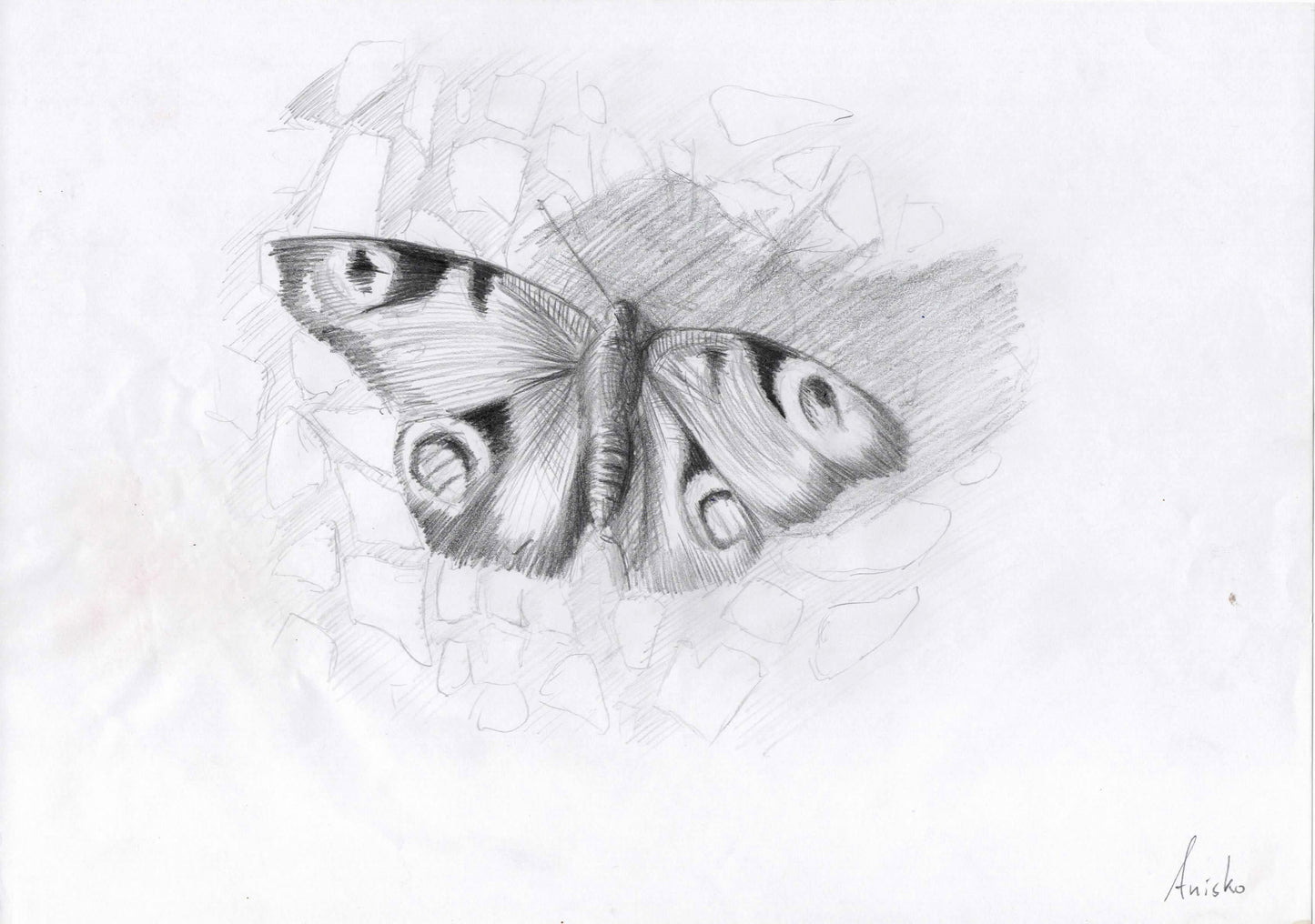 Butterfly Study, 2011